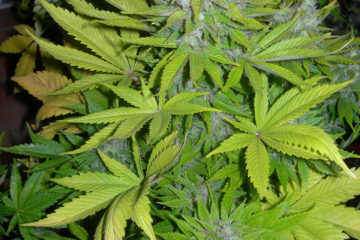 Marihuana – Annahme einer „geringen Menge“
