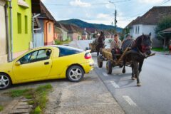 Kollision zwischen Bus und geführtem Reitpferd - Haftungsanteil des Tierhalters
