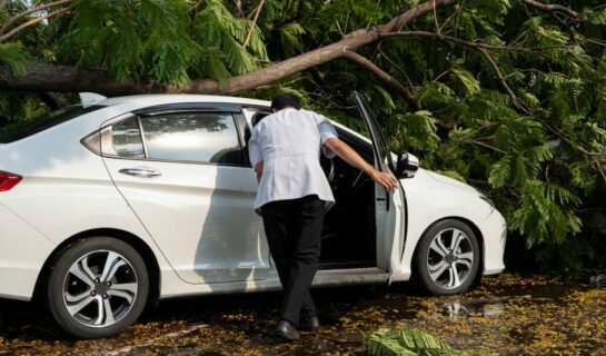 Verkehrsunfallhaftung – Beifahrerverletzung durch umstürzenden Baum